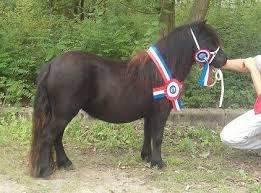 Shetlænder Timo <3 - Dette er Timos helbro billede 3