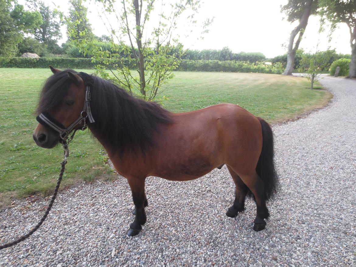 Shetlænder Timo <3 billede 4