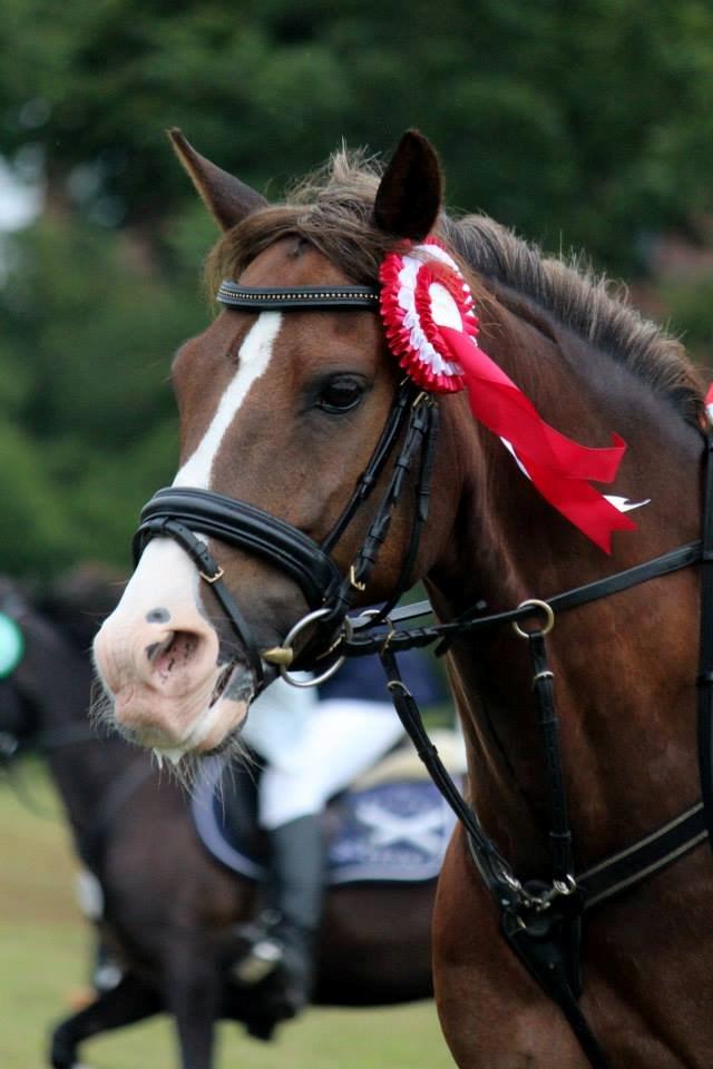 New Forest Koedijks Milano *Låner* billede 12