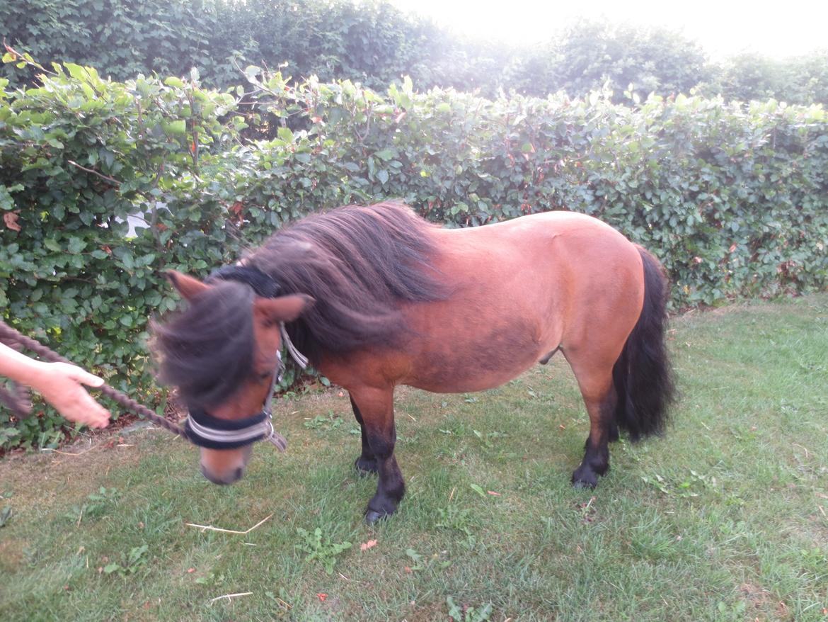 Shetlænder Timo <3 billede 5