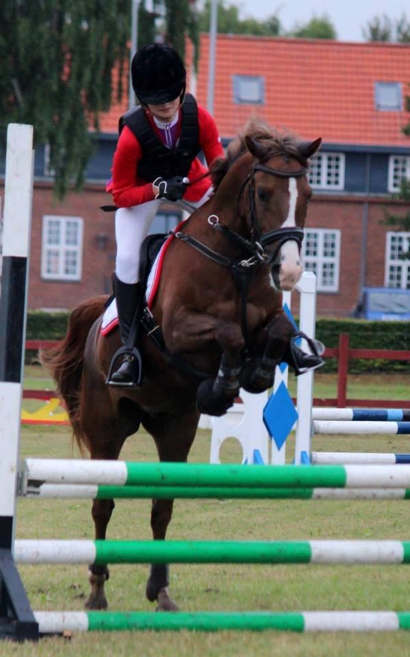 New Forest Koedijks Milano *Låner* billede 13