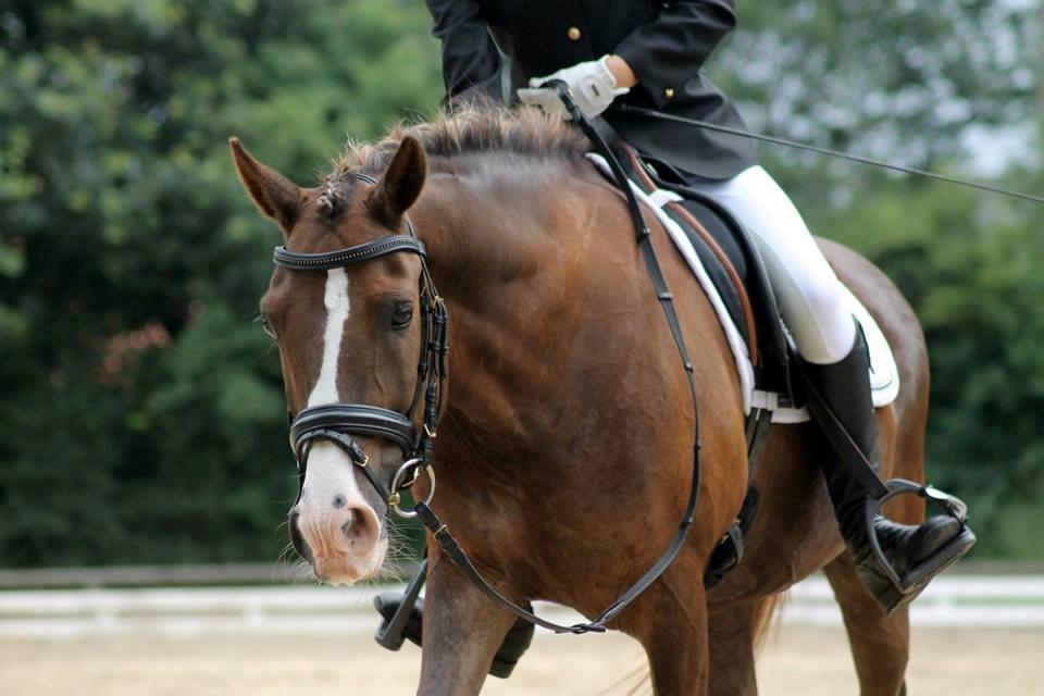 New Forest Koedijks Milano *Låner* - skat <3 billede 15