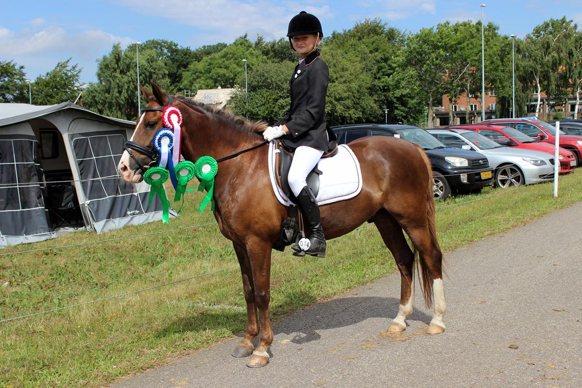 New Forest Koedijks Milano *Låner* - 5 placeringer på 6 starter! (-: billede 5