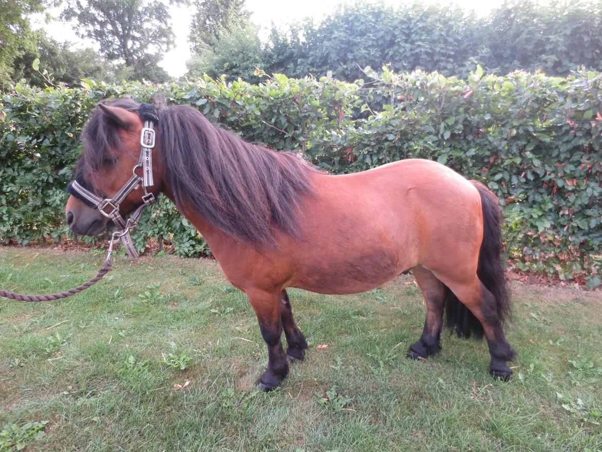 Shetlænder Timo <3 billede 6