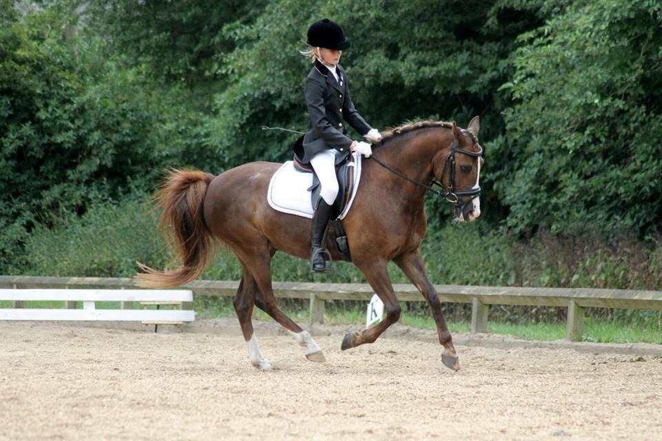 New Forest Koedijks Milano *Låner* billede 16