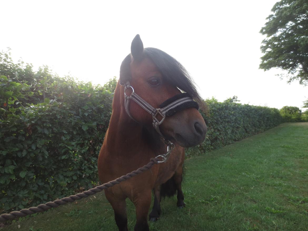 Shetlænder Timo <3 billede 7