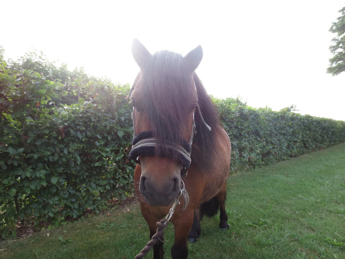 Shetlænder Timo <3 billede 8