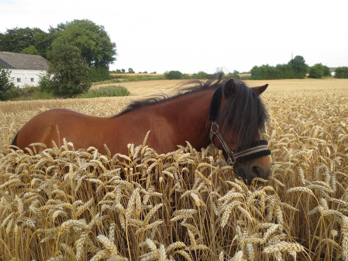 Shetlænder Timo <3 billede 9