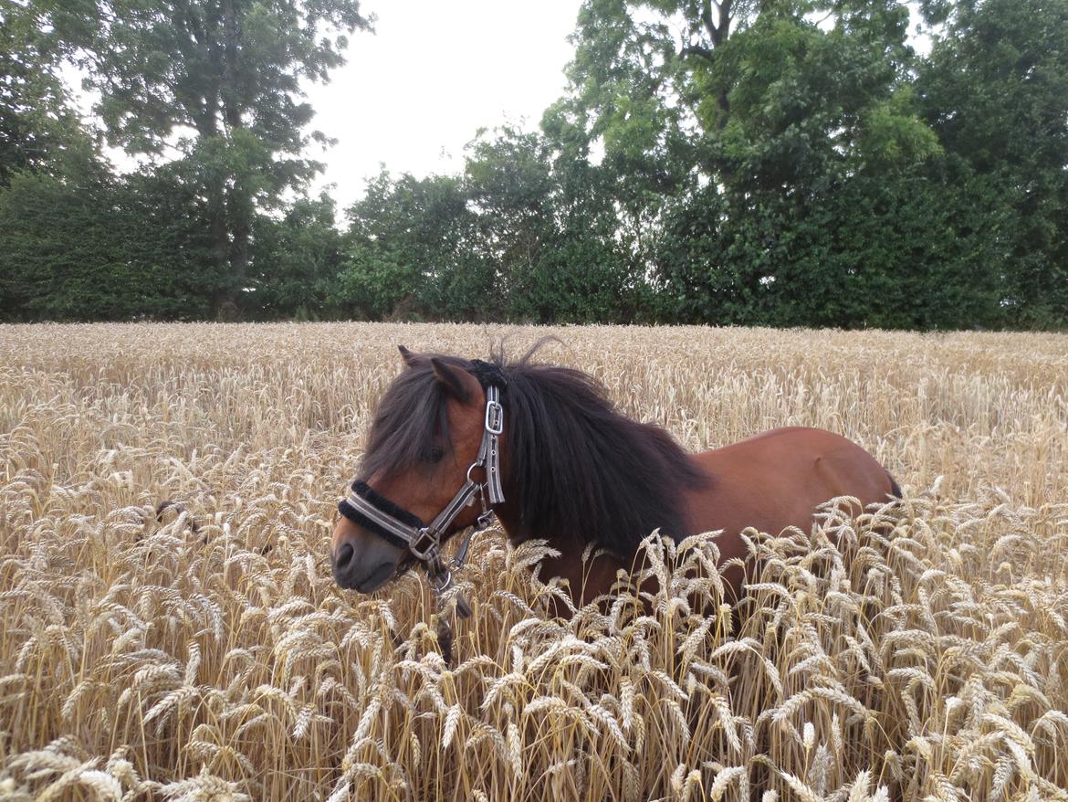 Shetlænder Timo <3 billede 10