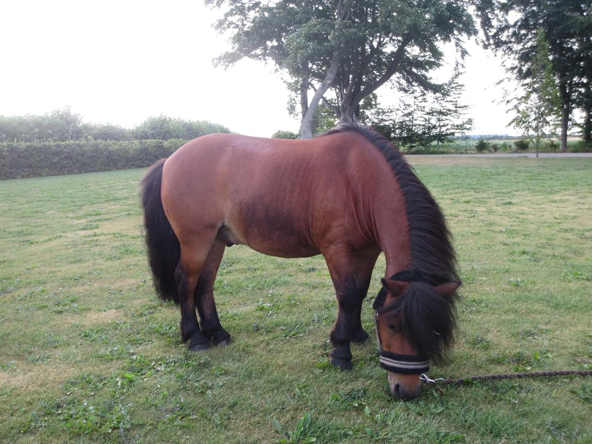 Shetlænder Timo <3 billede 11