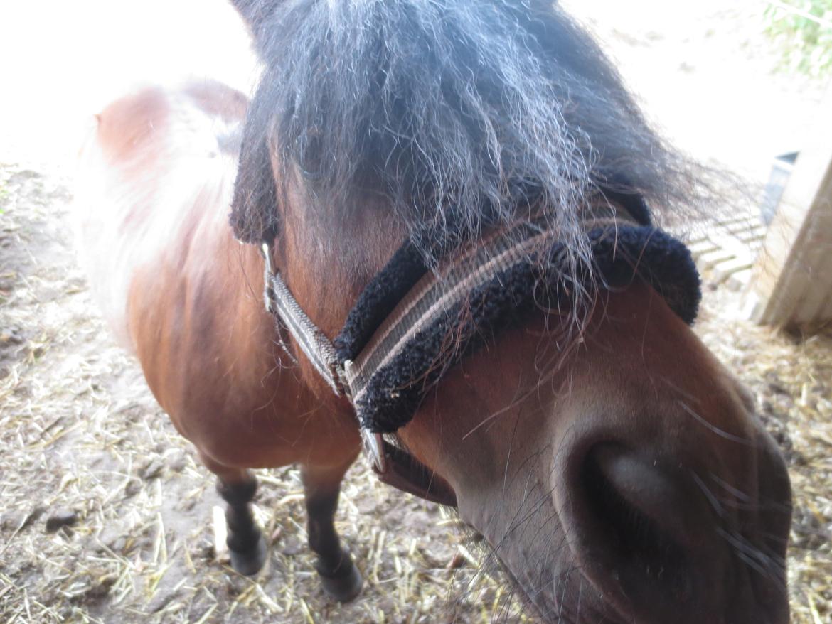 Shetlænder Timo <3 billede 12