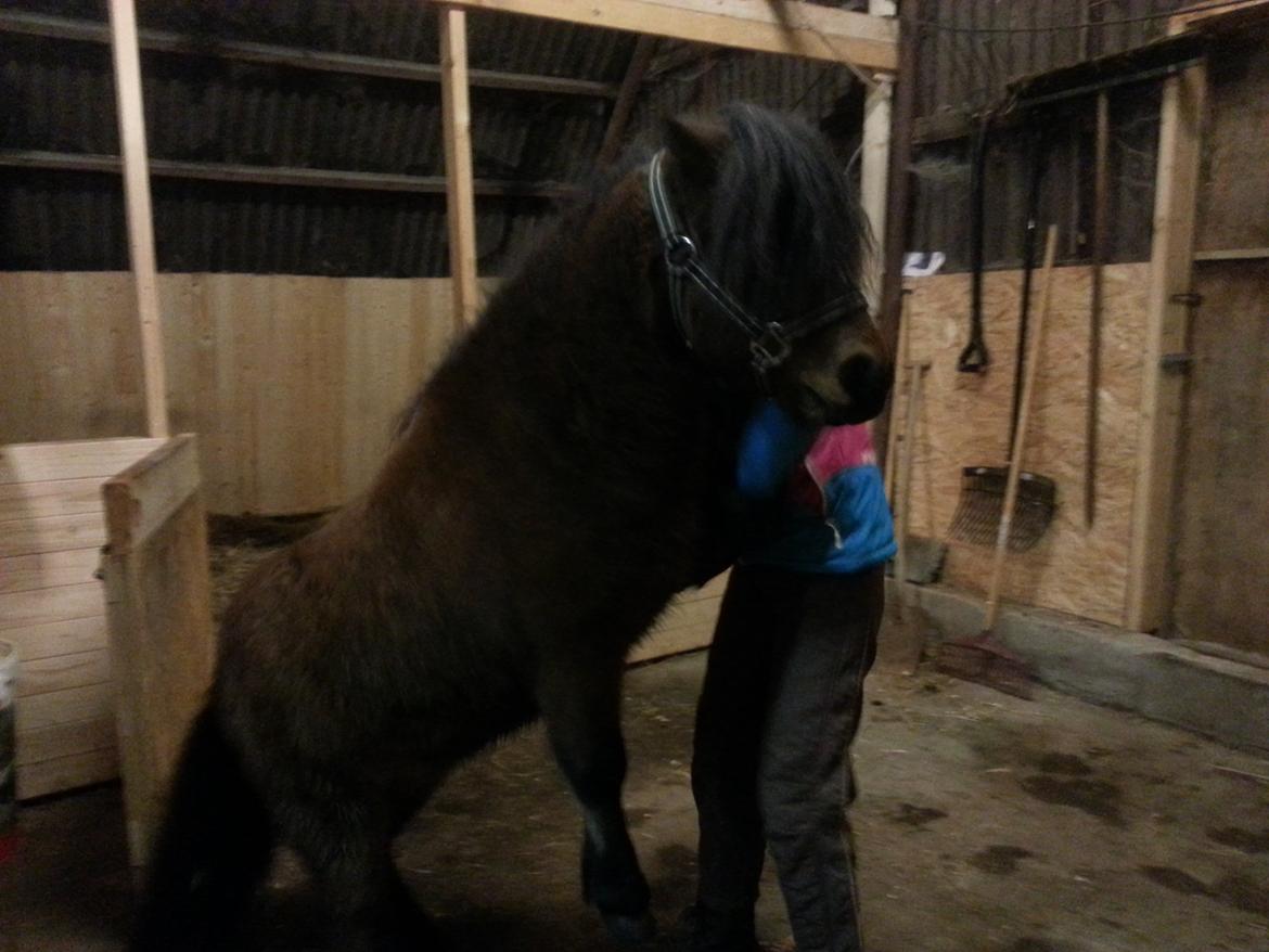 Shetlænder Timo <3 - han kan også nogle tricks <3  billede 13