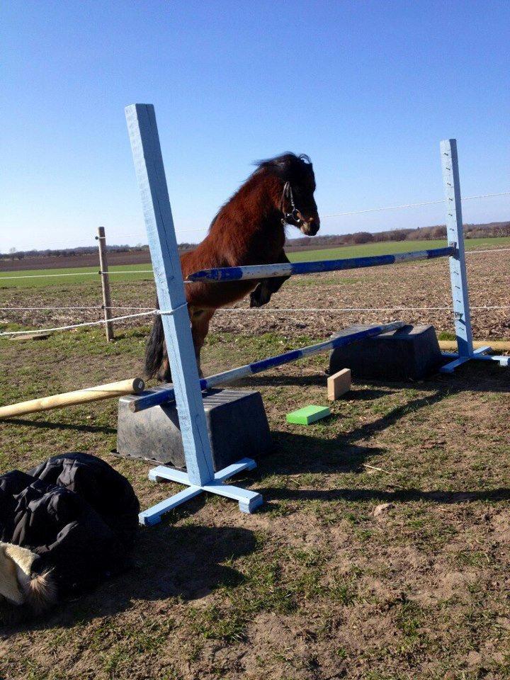 Shetlænder Timo <3 - min prins er så dygtig han springer 105 cm <3  billede 14