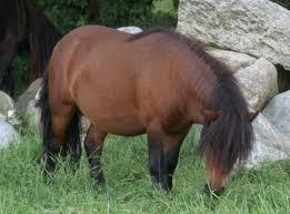 Shetlænder Timo <3 billede 15