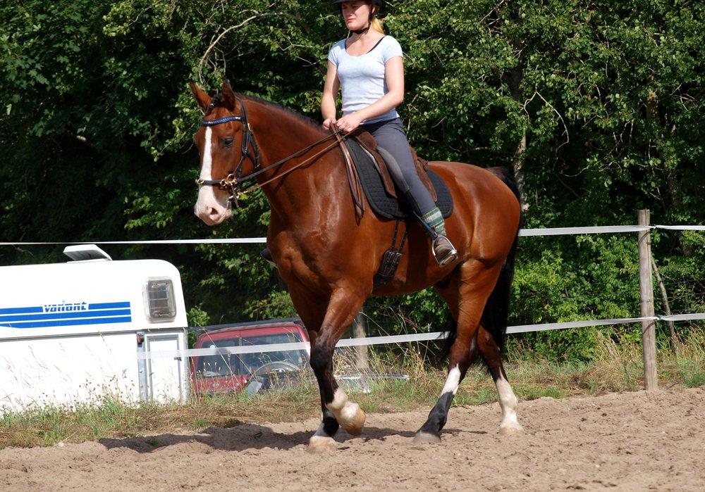 Hollandsk Varmblod Bravour M HJEMME IGEN billede 33