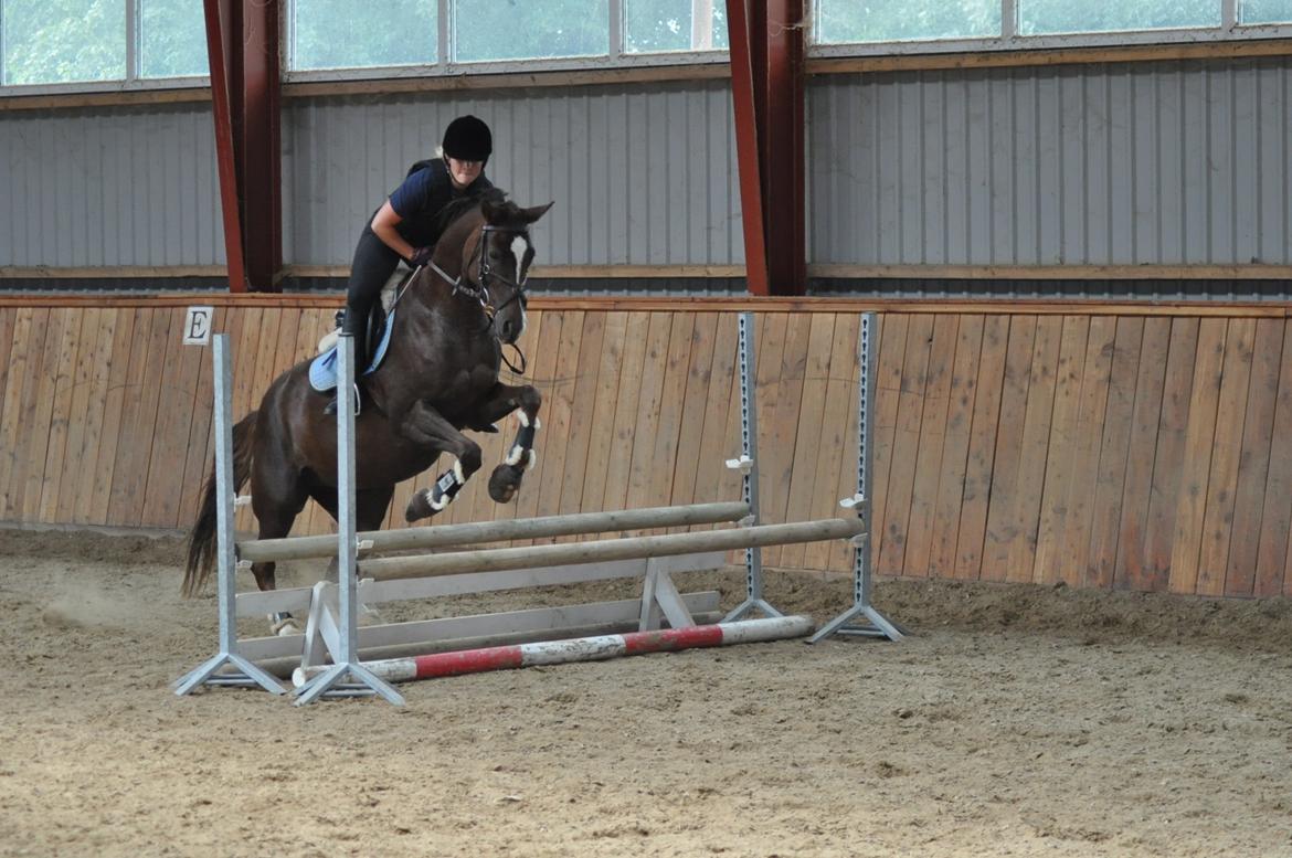 DSP Vasehøjs Kaia - Springtræning August 2013 billede 8