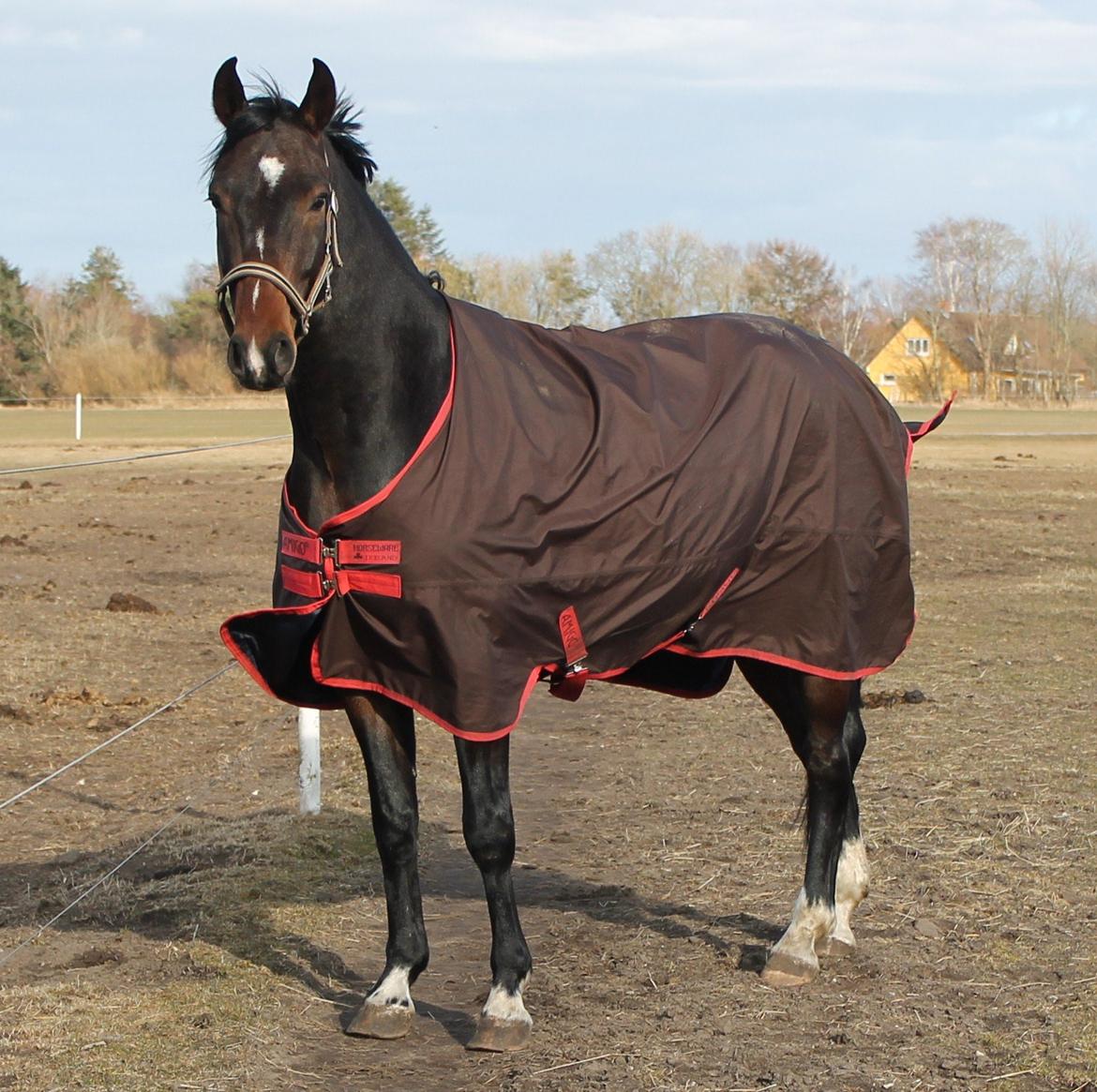 Dansk Varmblod Gipson Cloud - Søde Nips på fold i marts 2013 billede 15