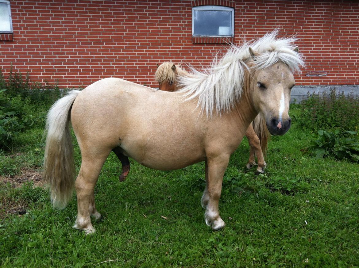 Shetlænder Brafs Poker - Pokemon <3 - Juni 2013 billede 2