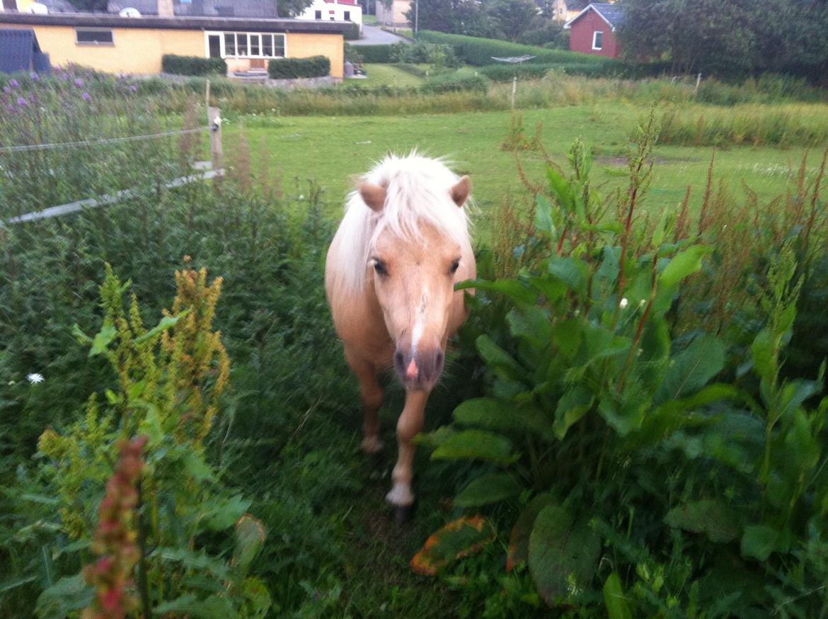Shetlænder Brafs Poker - Pokemon <3 - Juli 2013 billede 34