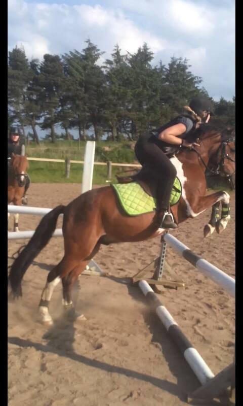 Pinto Dyrkærgaards Loverboy/Boysen - Believe ♥ billede 10