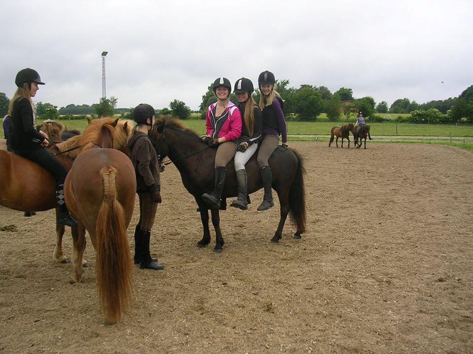 Islænder Dimma fra Kringlan billede 11