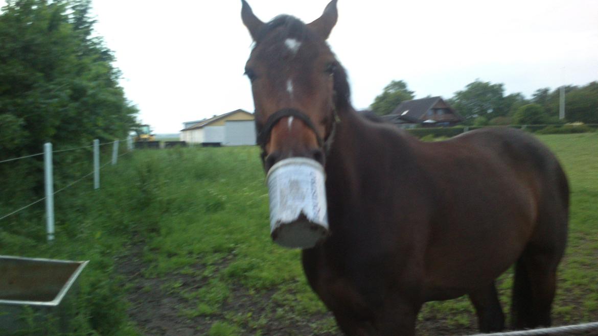 Dansk Varmblod Gipson Cloud - Søde Nips leger med sin foderbøtte en aften på folden - juli 2013 billede 16