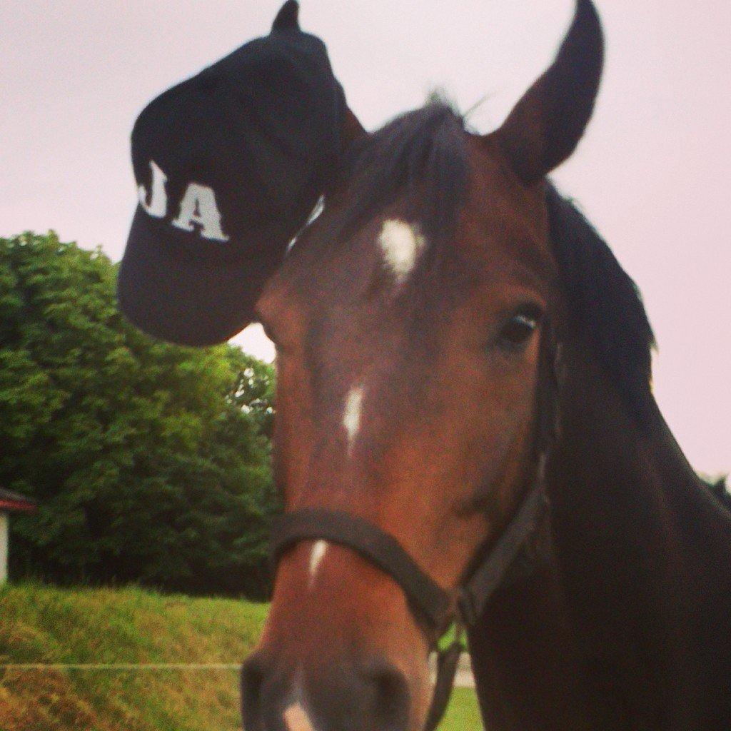 Dansk Varmblod Gipson Cloud - Søde Gipper med JA-hatten på :D  billede 18