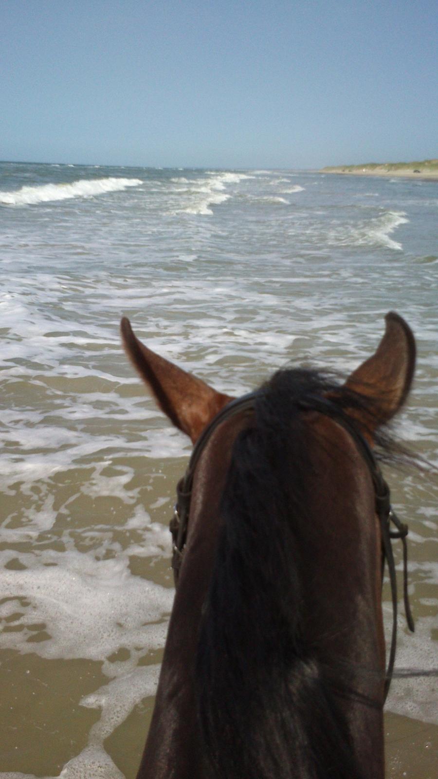 Dansk Varmblod Gipson Cloud - Nips elsker at gå i vandet på stranden :-) juli 2013 billede 20