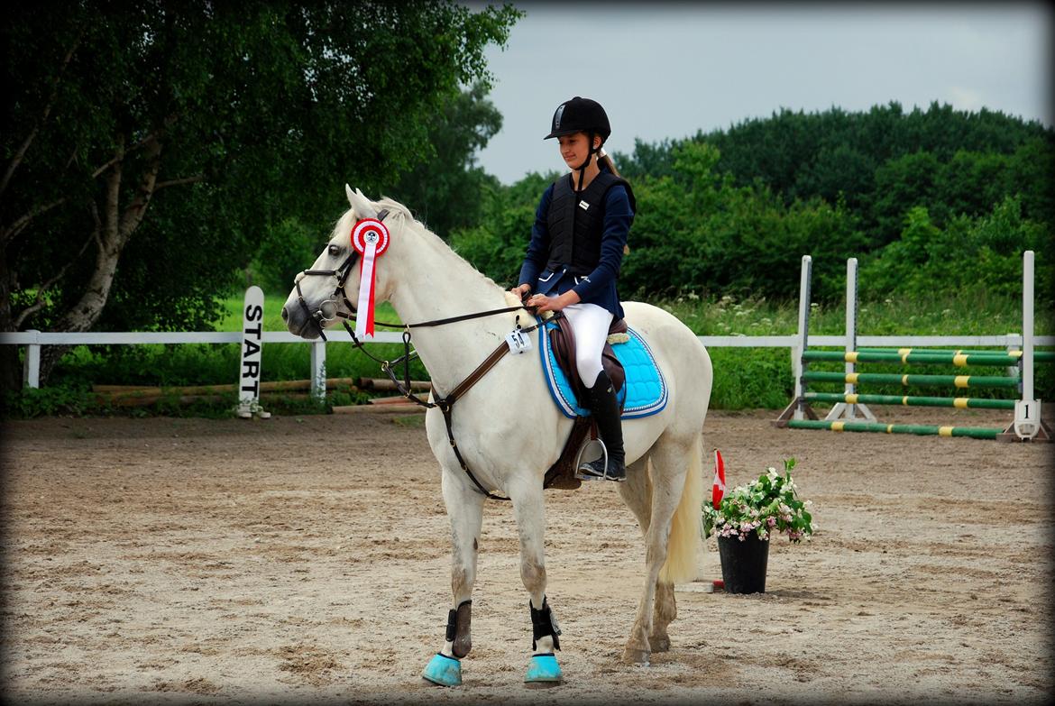 Irsk Sportspony Rahscanlon Lad  - White beauty - billede 22