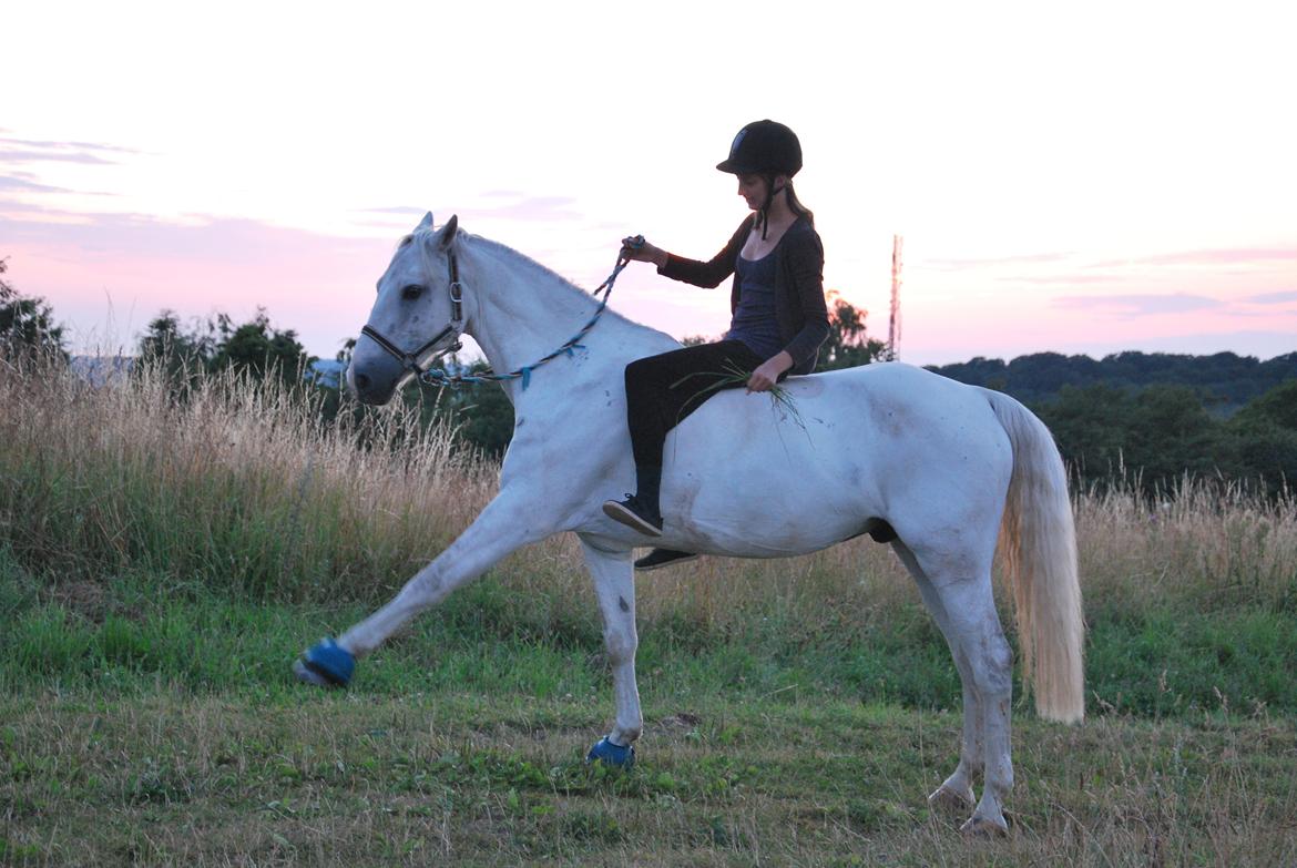 Irsk Sportspony Rahscanlon Lad  - White beauty - - Spanske trin kan han da også! <3 billede 23
