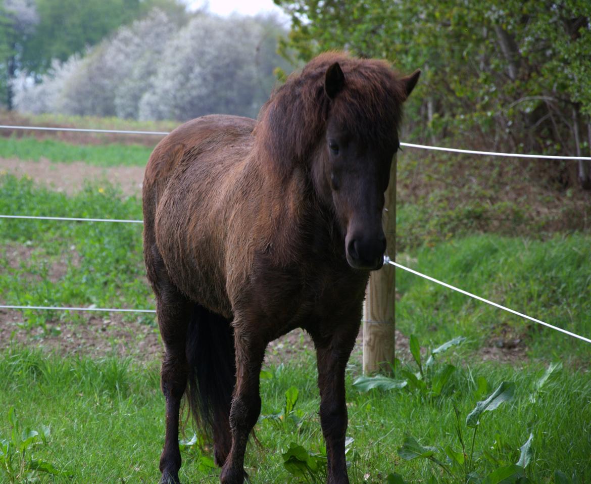 Islænder Dimma fra Kringlan billede 6