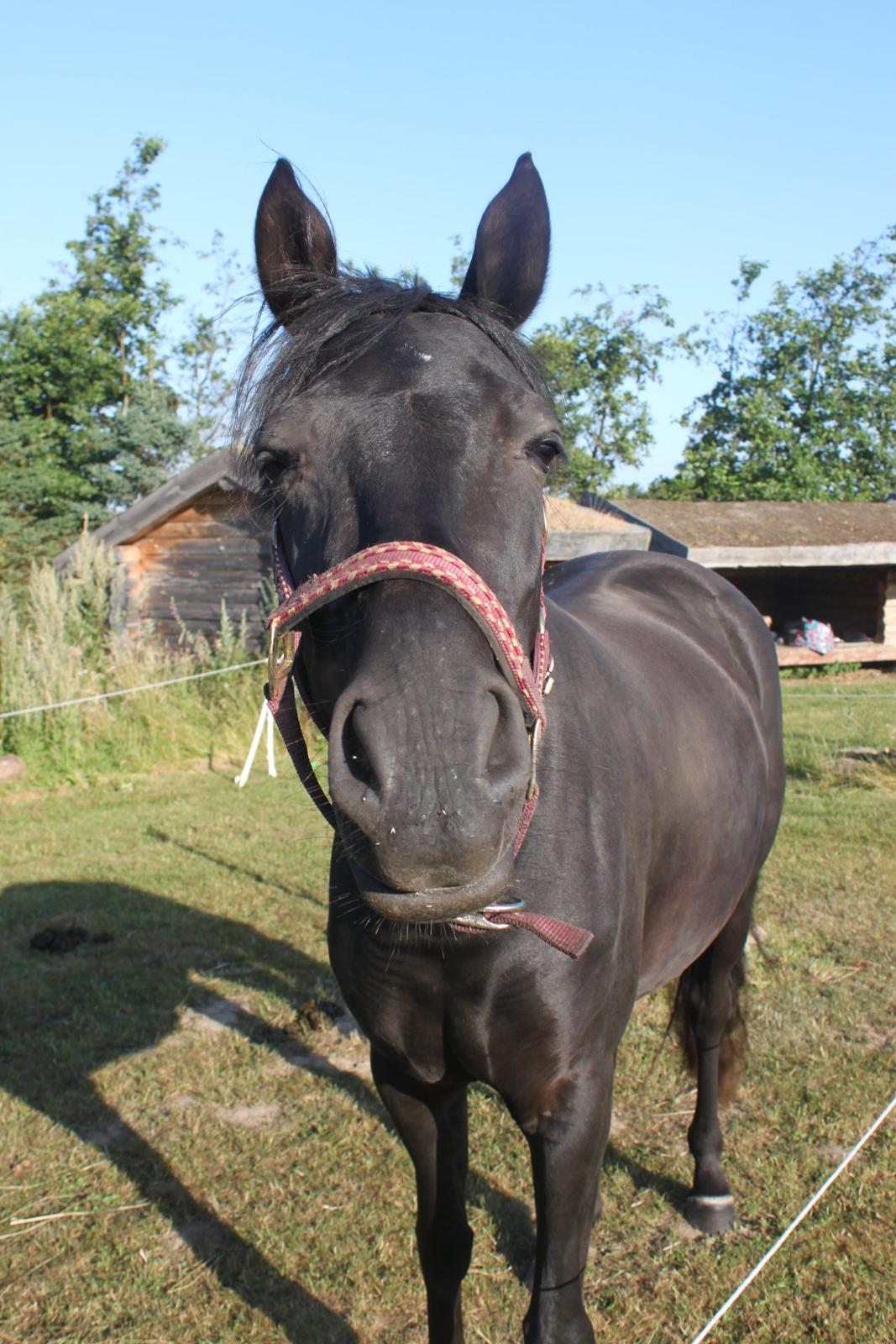 DSP Fiona - Hun er da kær! billede 15