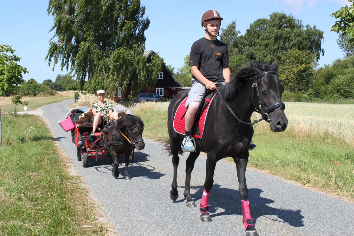 DSP Fiona - Lillebror kan også ride på hende billede 8