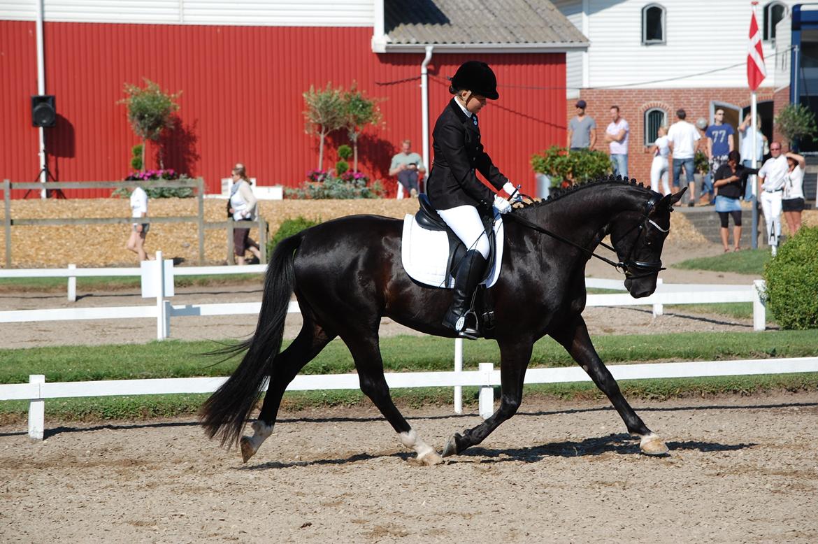 Hannoveraner Da Vinci - 1) Velkommen til profil :) Da Vinci til 4 års championat på Tørring Rideklub søndag d. 4 august 2013
Foto Pernille N. Andersen  billede 1