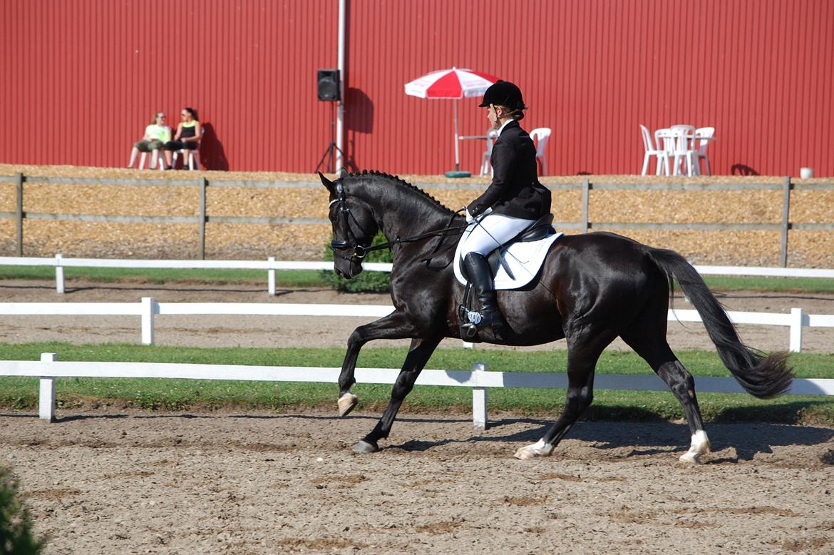 Hannoveraner Da Vinci - 8) championat på Tørring rideklub søndag d. 4 august  2013
Foto: Pernille N. Andersen billede 8