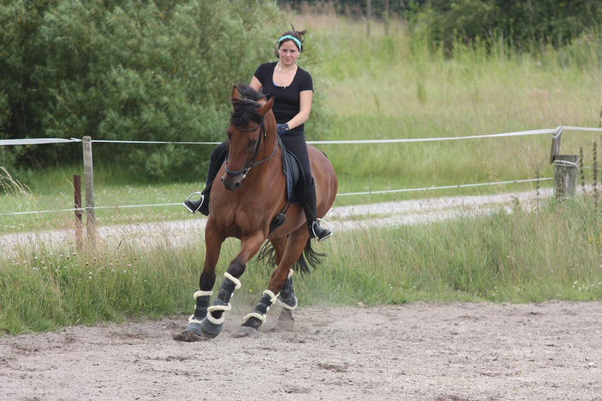 Dansk Varmblod Minos billede 19