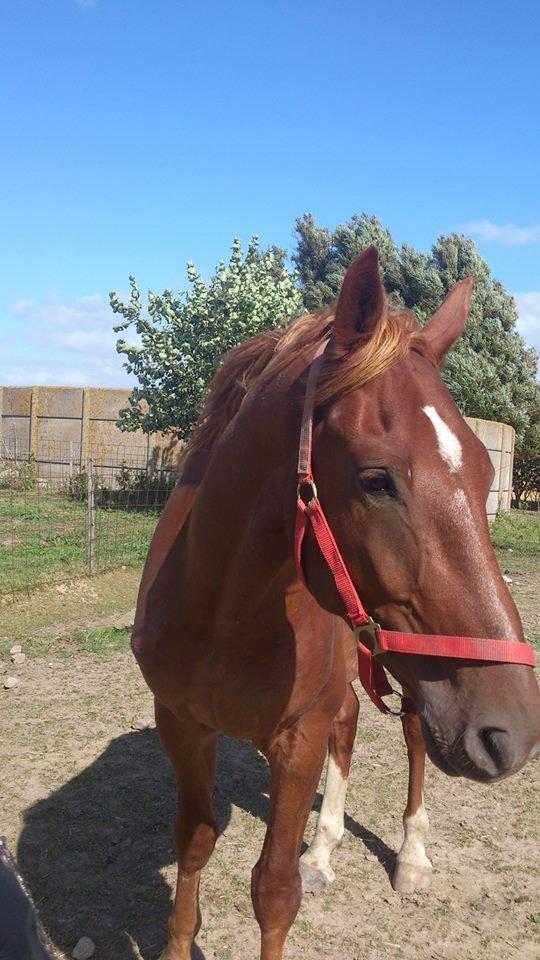 Frederiksborg Brunholms Tristan billede 5