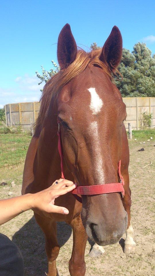 Frederiksborg Brunholms Tristan billede 7