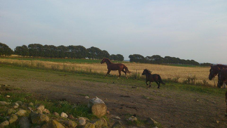 Frederiksborg Brunholms Tristan billede 9