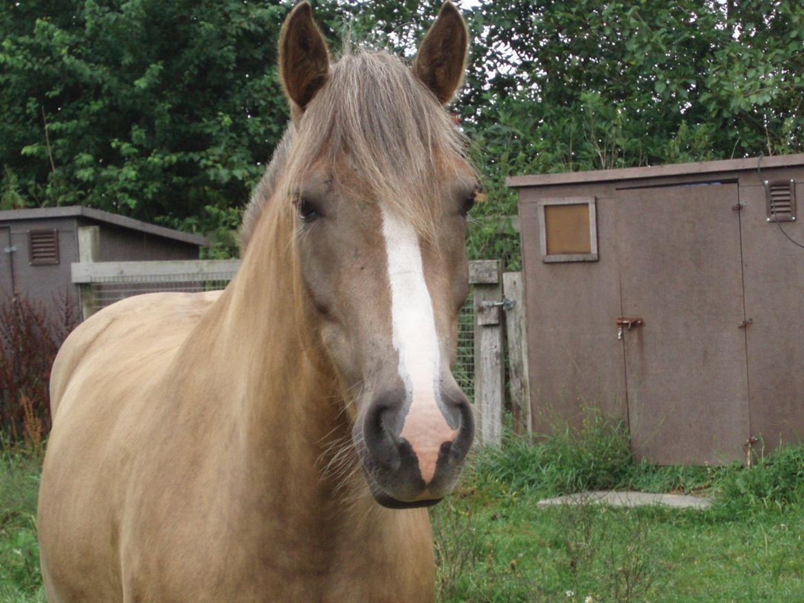 Anden særlig race RAS "Flotte fyr" - Ras August 2013 billede 22