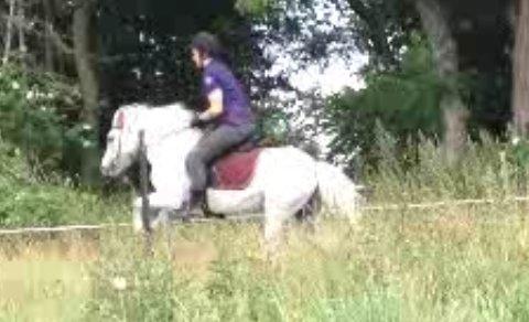 Anden særlig race Candy billede 2