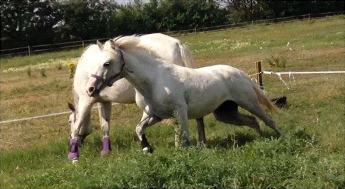 Anden særlig race Candy billede 7