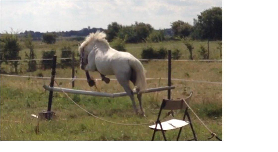 Anden særlig race Candy billede 4