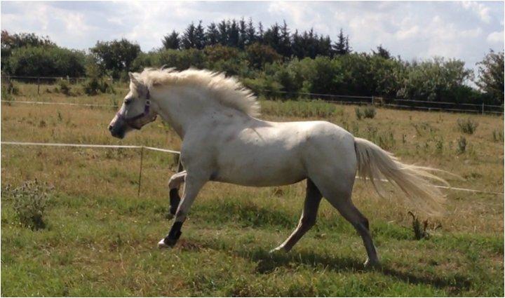 Anden særlig race Candy billede 6