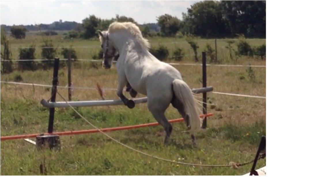 Anden særlig race Candy billede 3