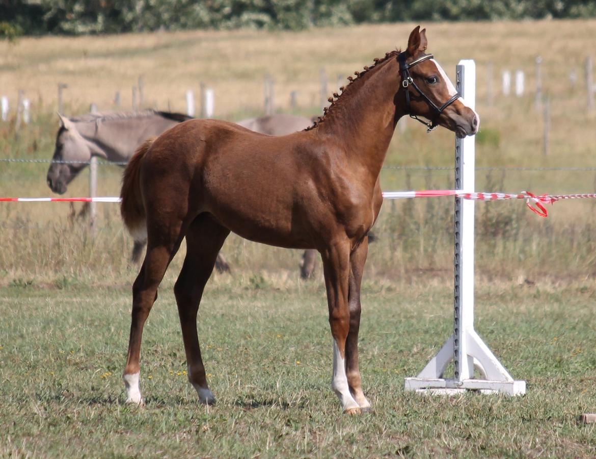 DSP Lykkebo Diva RSDH 708 billede 3