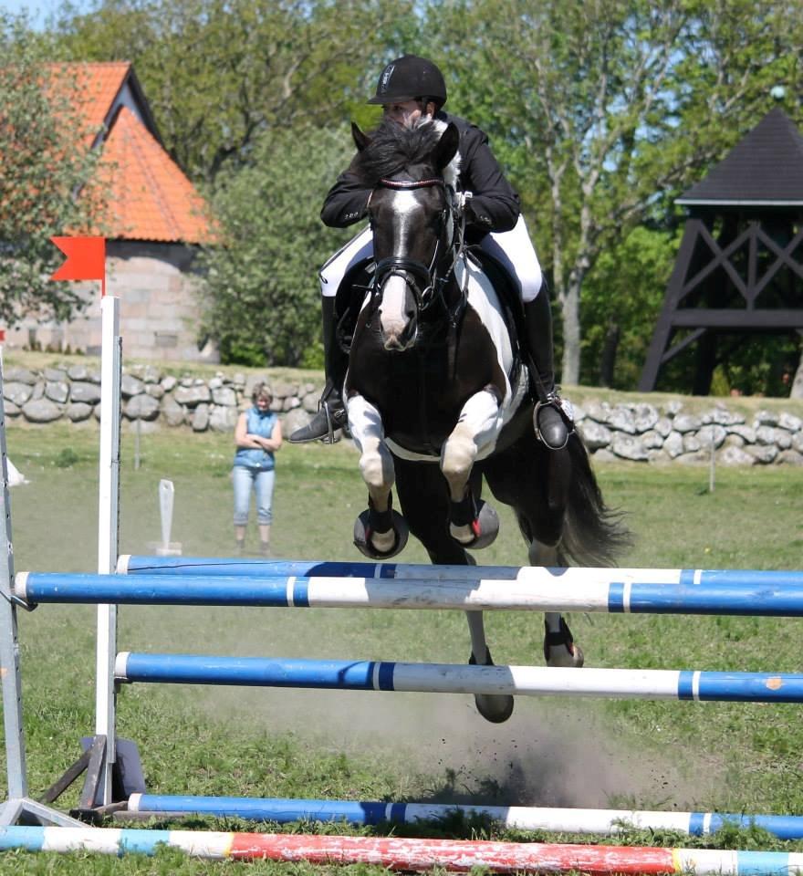 Anden særlig race Anastacia billede 13