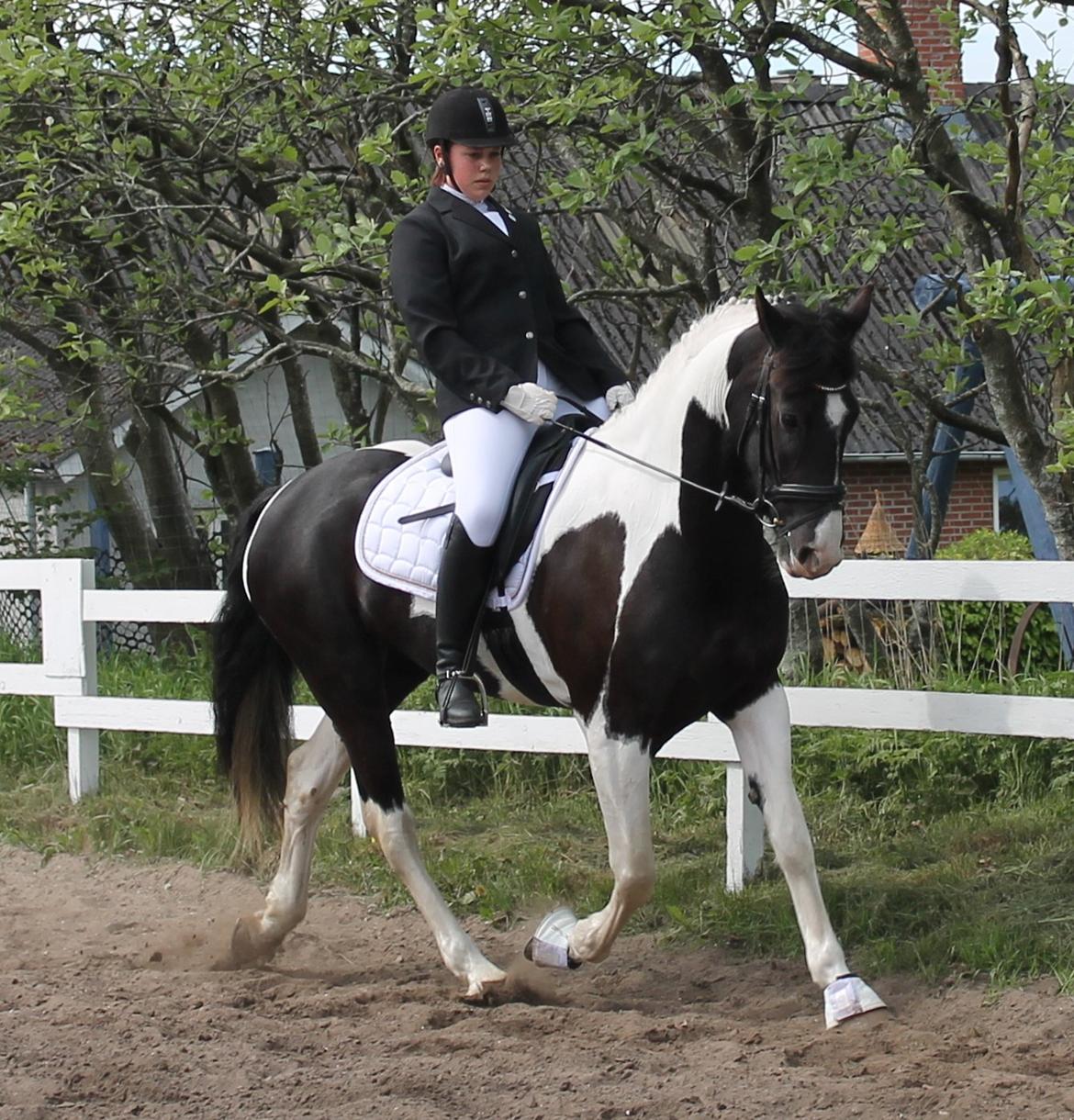 Anden særlig race Anastacia billede 14