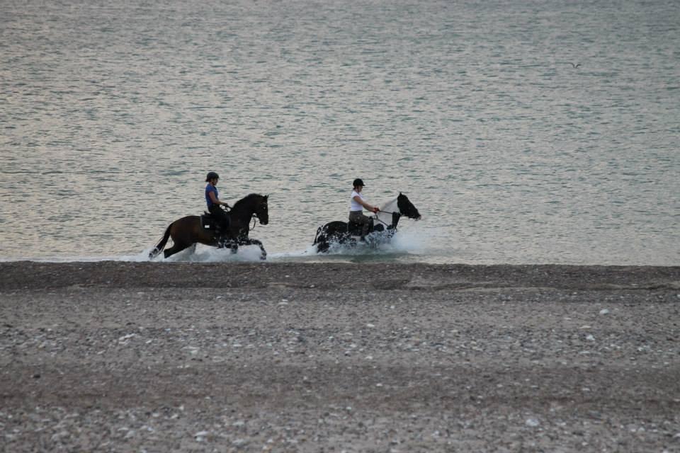 Anden særlig race Anastacia billede 16
