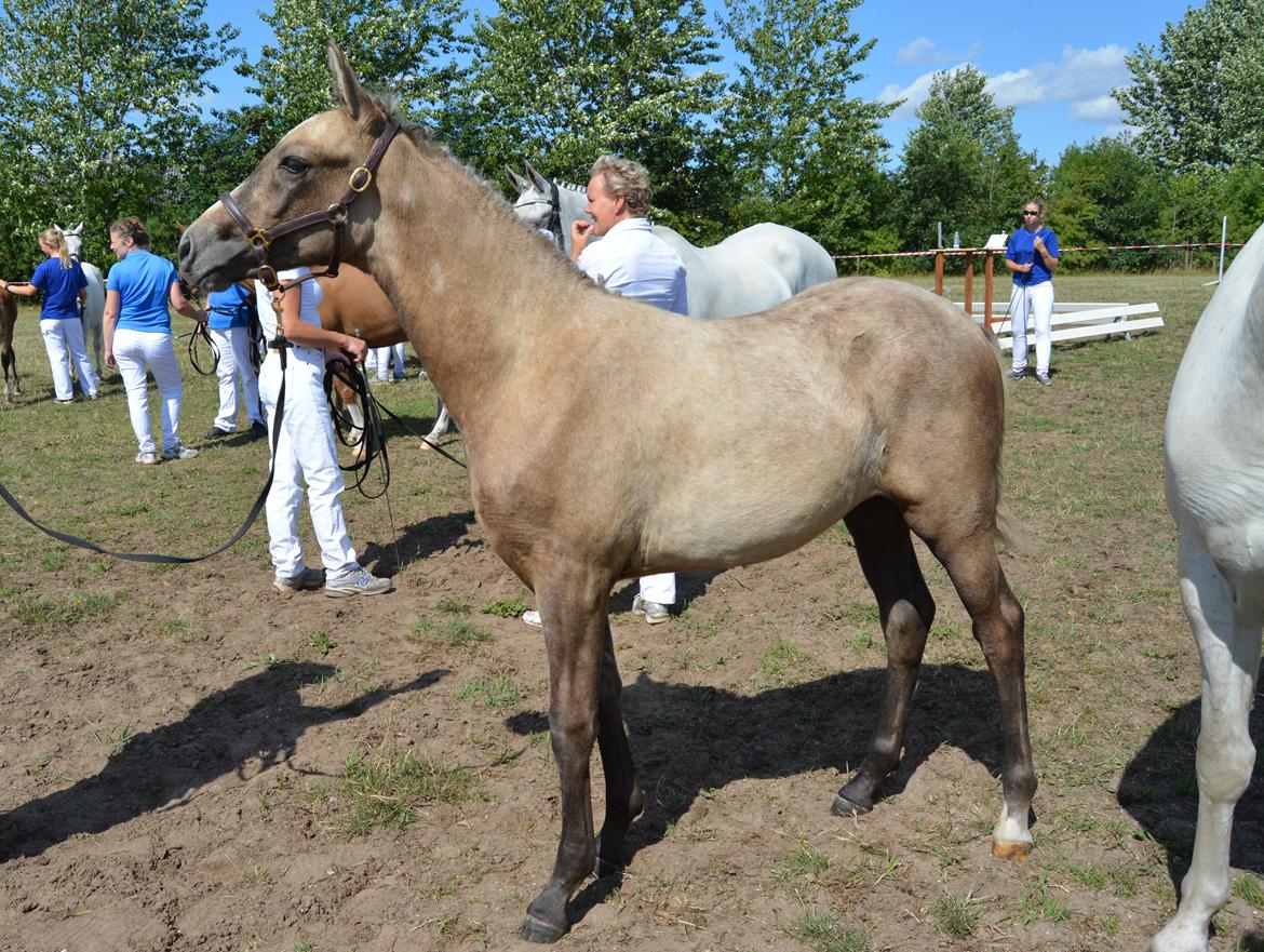 DSP Lykkebo Darleen billede 22